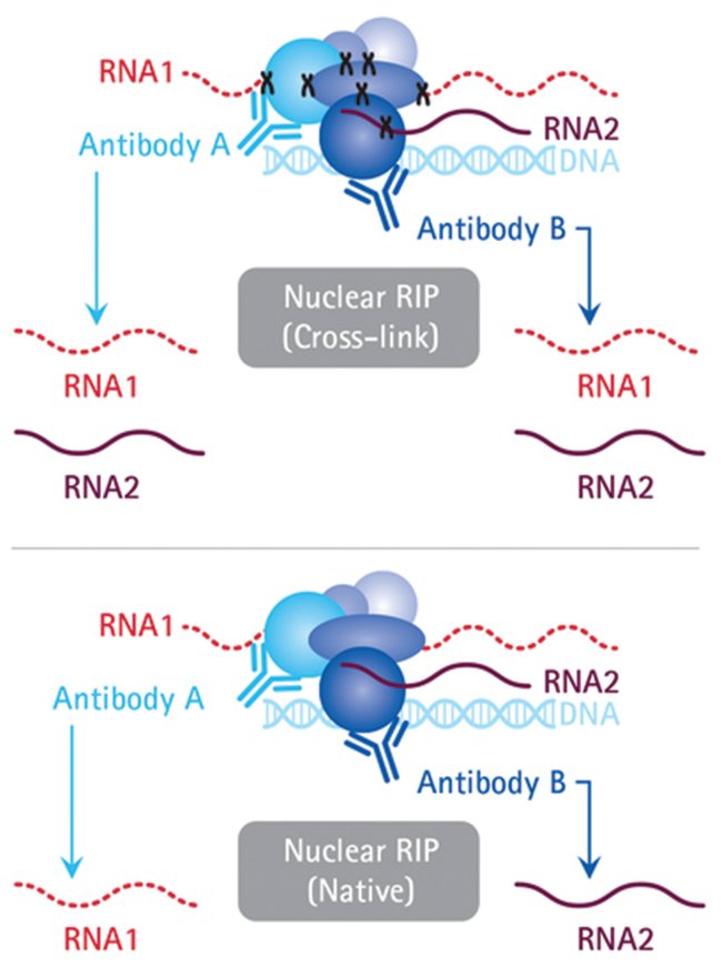 RNA Binding Protein Mapping: RIP, CLIP, HITS-CLIP, PAR-CLIP